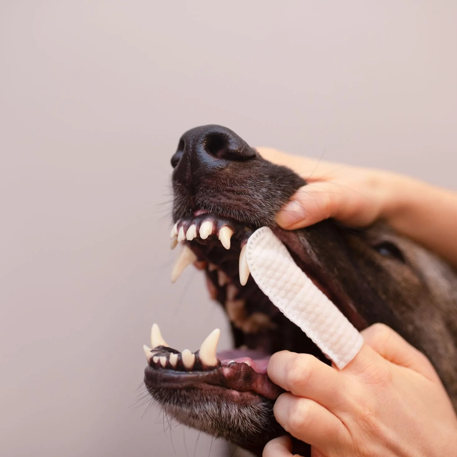 VET EXPERT CARYODENT® FINGER WIPES - czyściki do zębów dla psa i kota 50 szt.