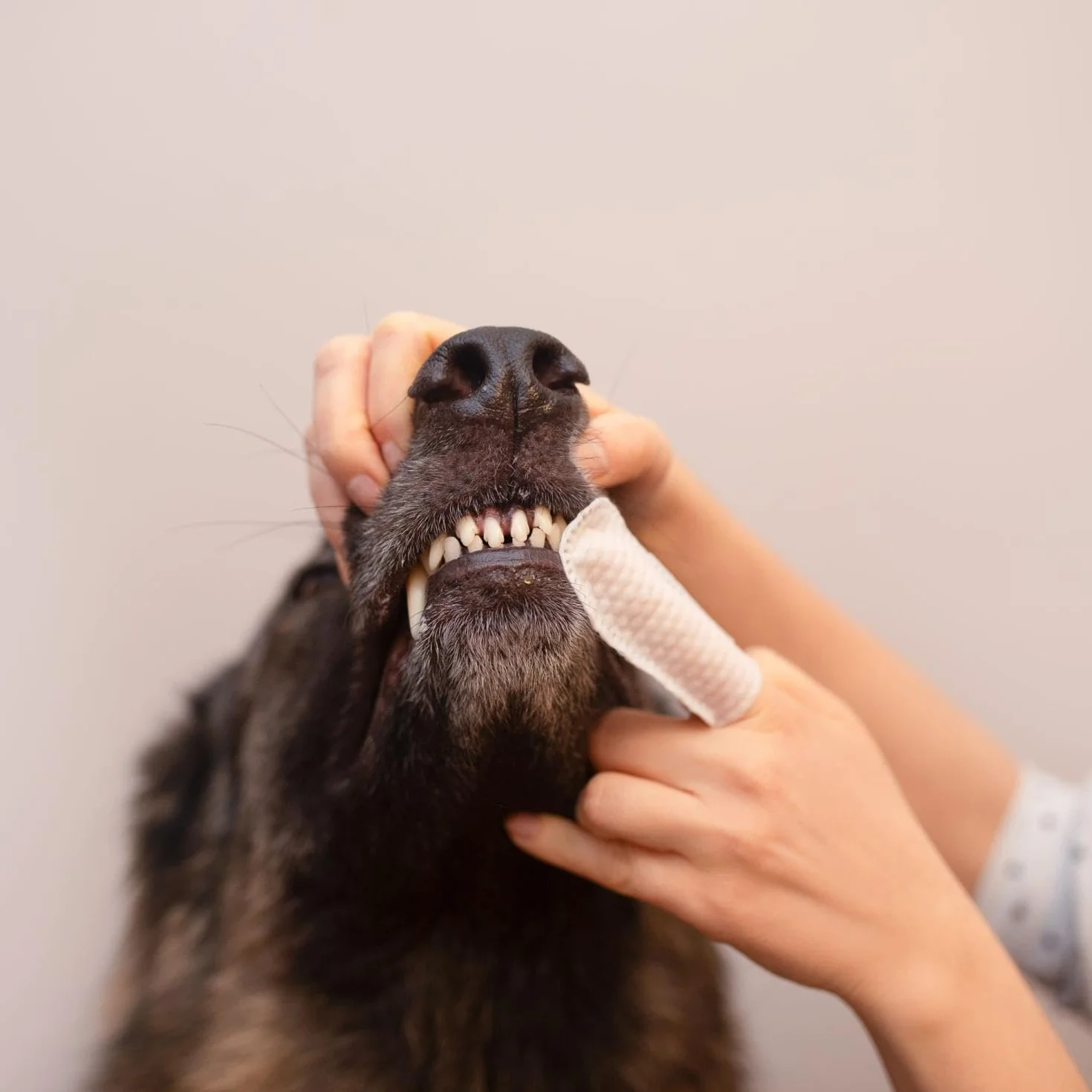 VET EXPERT CARYODENT® FINGER WIPES - czyściki do zębów dla psa i kota 50 szt.